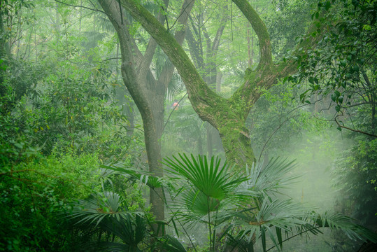 樹林