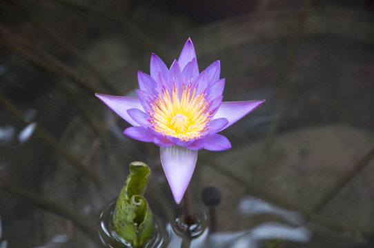 睡蓮