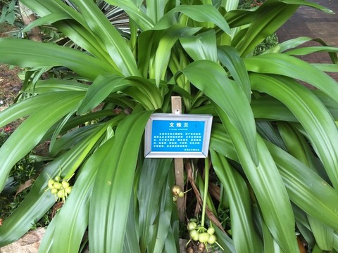 文殊蘭