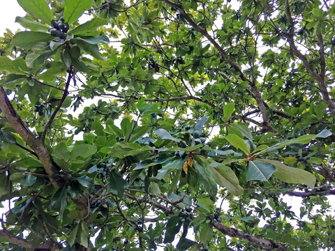 欖仁樹