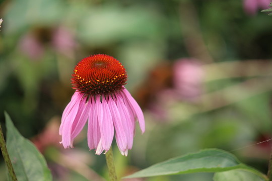 花朵