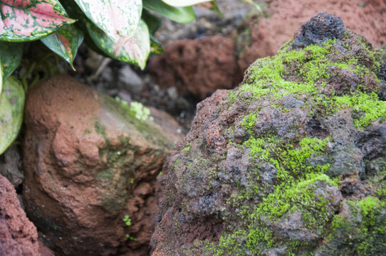 火山石 苔蘚