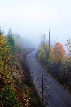 晨霧中的山路