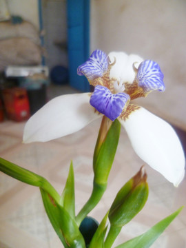 蘭花 孔雀蘭