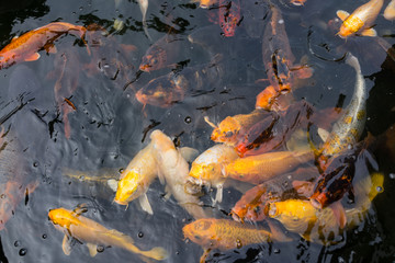 池塘中的錦鯉 池塘中的魚(yú) 錦鯉