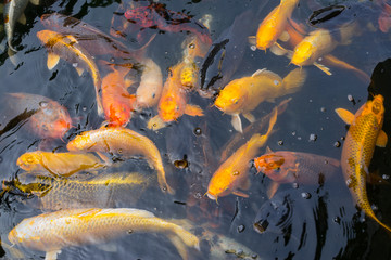 池塘中的錦鯉 池塘中的魚 錦鯉