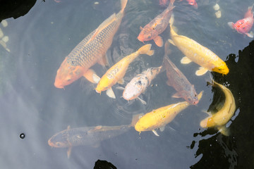 池塘中的錦鯉 池塘中的魚(yú) 錦鯉