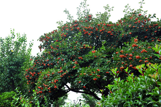 山楂  山里紅  紅果
