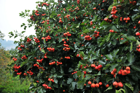 山楂樹(shù)  紅山楂
