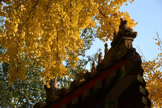 屋檐秋葉