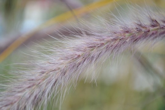 狗尾草