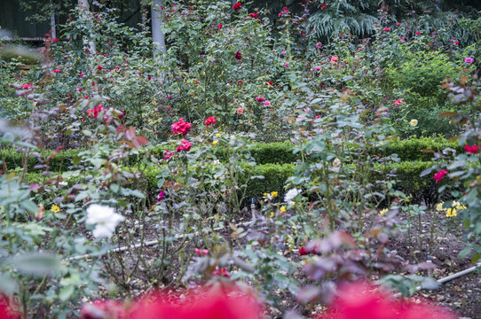 玫瑰花園