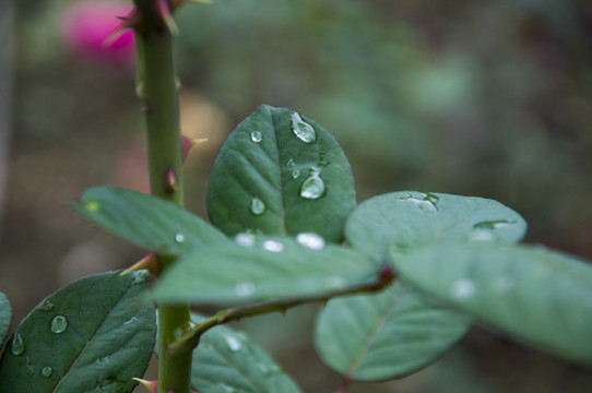 玫瑰花葉子
