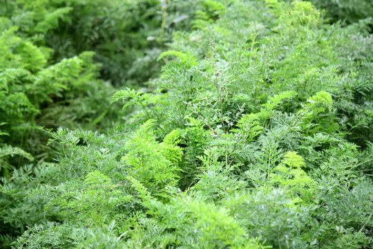 蔬菜地 胡蘿卜