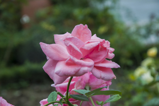 粉紅玫瑰花高清圖
