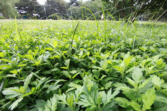 草地 公園 植物