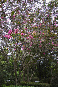 紫薇 草地 公園 植物