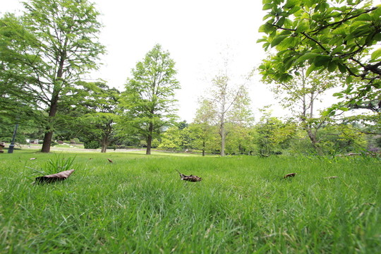 草地 公園 植物