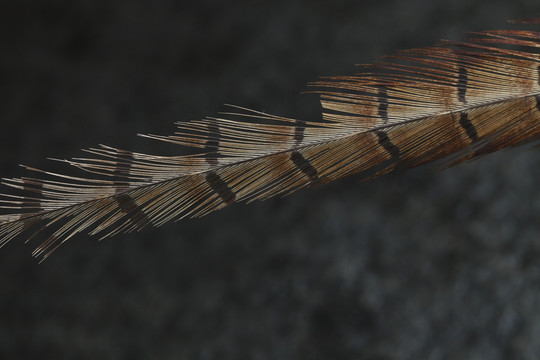羽毛
