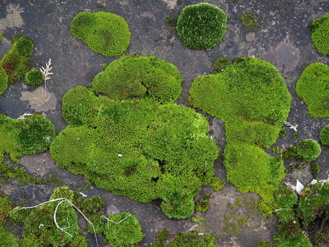 苔蘚