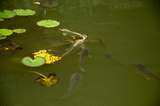 池塘魚