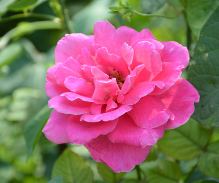 花開(kāi)富貴