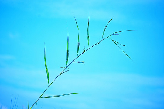 草葉