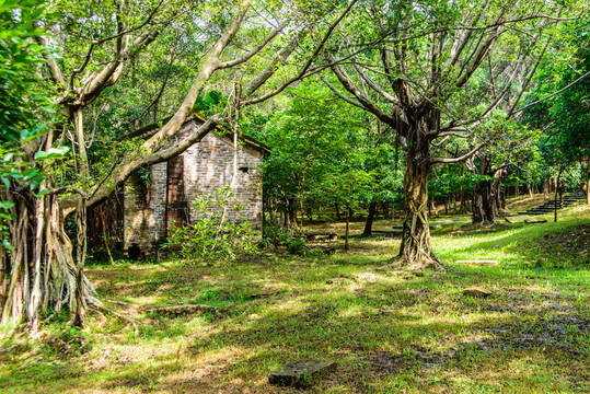 樹林小屋