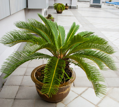 植物 鐵樹 避火蕉 鳳凰松樹