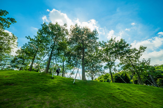 樹林背景