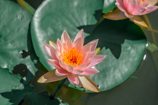 蓮花高清