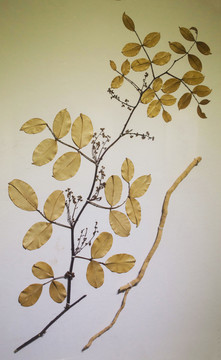 兩面針 植物標(biāo)本