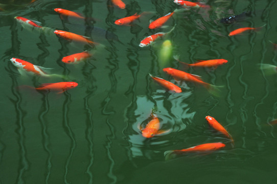 魚塘
