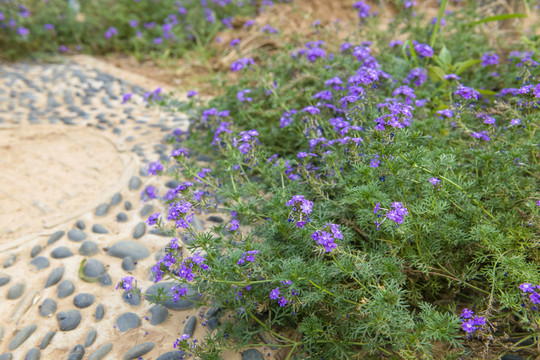 低矮花草  紫色小花