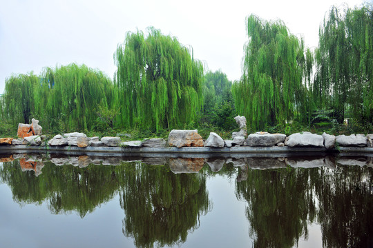 河岸風(fēng)景 柳樹倒影