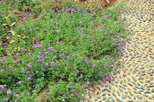花草