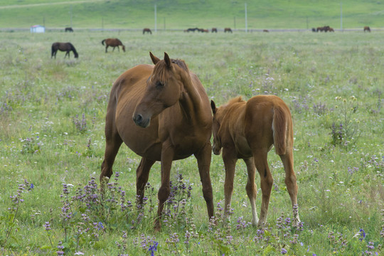 牧馬