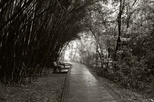 公園小路