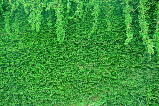 綠植墻