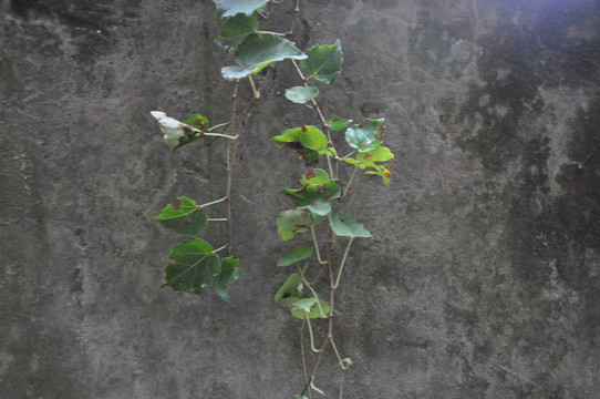 藤類植物