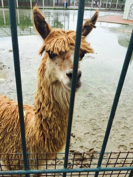 草泥馬