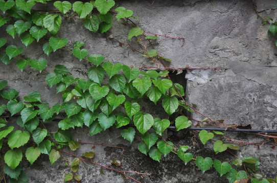 爬山虎