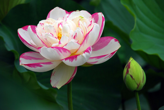 荷花