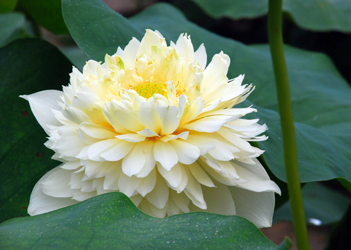 荷花  金太陽(yáng)