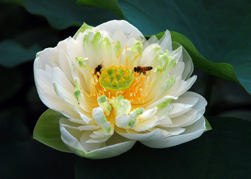 荷花 奧運(yùn)蓮