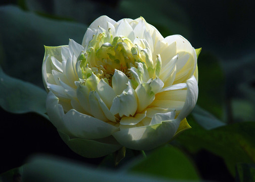 荷花