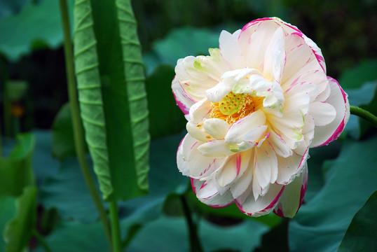 荷花