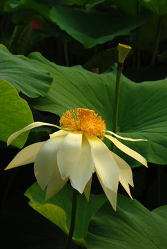 荷花