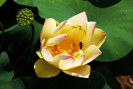 荷花