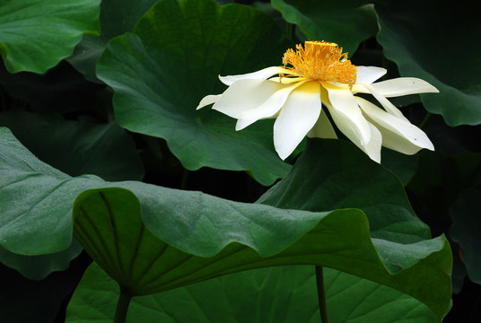 荷花
